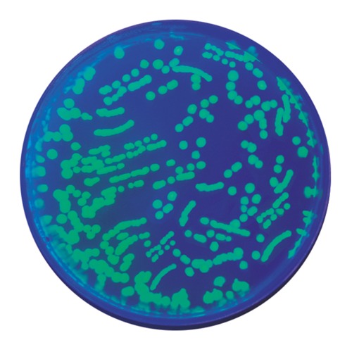 형질전환 실험세트2 (GFP를 이용한 E.coli의 형질전환)